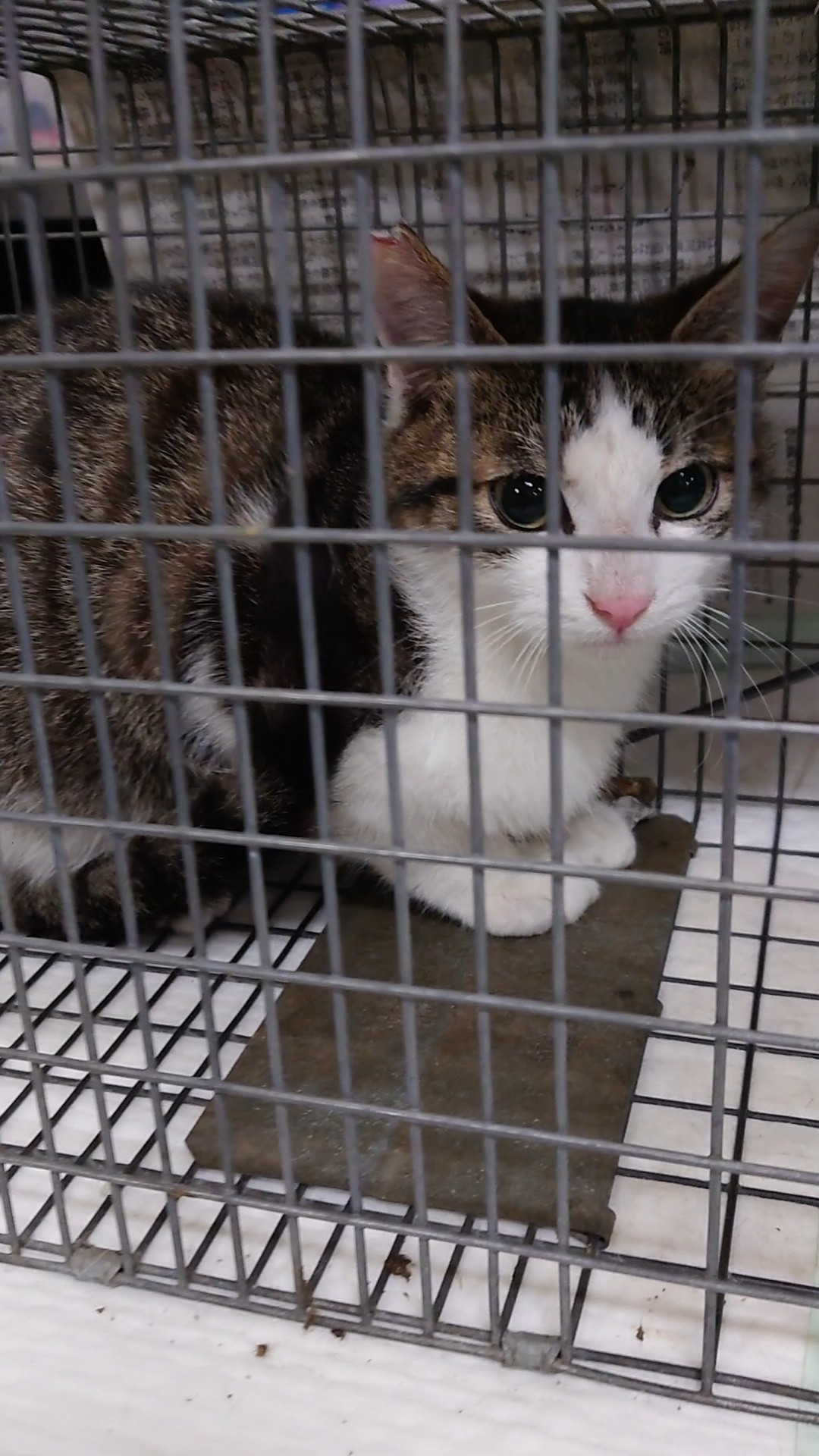 捕獲中の猫